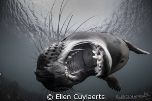 Grey seal with leopard attitude
Farne Islands UK by Ellen Cuylaerts 